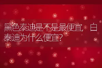 黑色泰迪是不是最便宜，白泰迪为什么便宜？