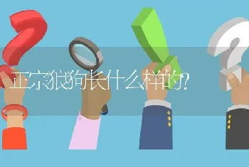 正宗狼狗长什么样的？