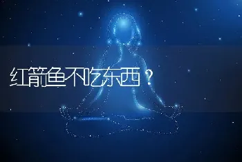 红箭鱼不吃东西？