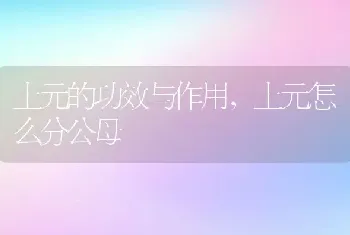 土元的功效与作用，土元怎么分公母