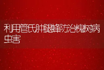 利用管氏肿腿蜂防治槐树病虫害