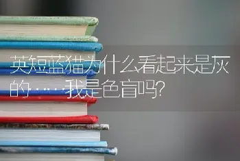 哈士奇如果走丢了他会不会自己回来?简单的说哈士奇认路能力如何？