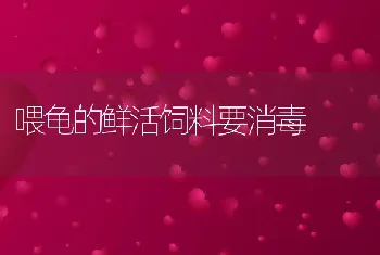 喂龟的鲜活饲料要消毒