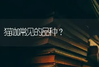 德牧取什么名字好听？