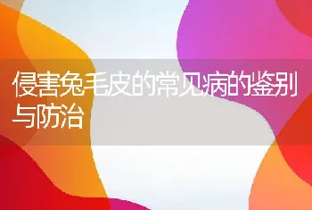 侵害兔毛皮的常见病的鉴别与防治