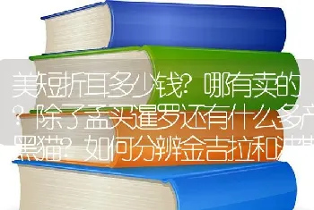 美短折耳多少钱?哪有卖的?除了孟买暹罗还有什么多产黑猫?如何分辨金吉拉和波斯？