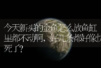 今天新买的金鱼怎么放鱼缸里都不动啊，好几条都好像快死了？