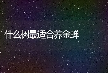 什么树最适合养金蝉