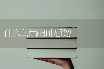 四个月大的柯基犬一天喂食多少？