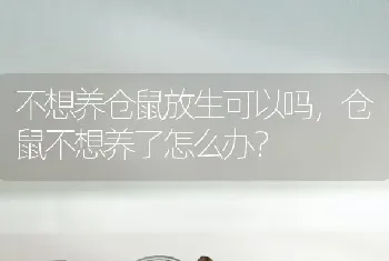 不想养仓鼠放生可以吗，仓鼠不想养了怎么办？