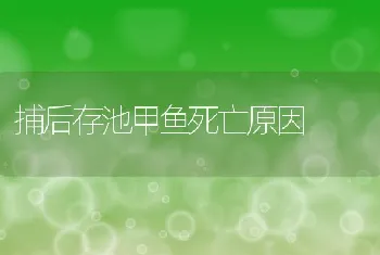 捕后存池甲鱼死亡原因