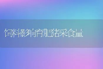 鹌鹑育成期饲养管理