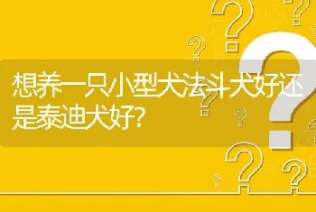 想养一只小型犬法斗犬好还是泰迪犬好？