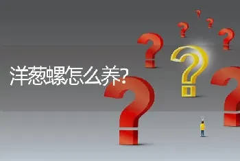 洋葱螺怎么养？