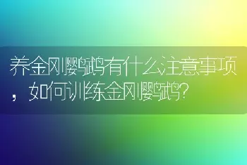 养金刚鹦鹉有什么注意事项，如何训练金刚鹦鹉？