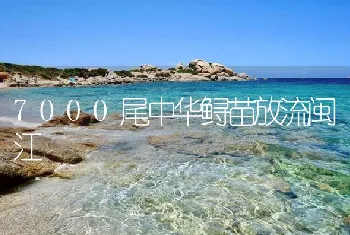 7000尾中华鲟苗放流闽江