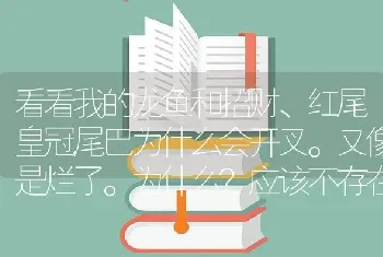 看看我的龙鱼和招财、红尾皇冠尾巴为什么会开叉。又像是烂了。为什么？应该不存在打架？