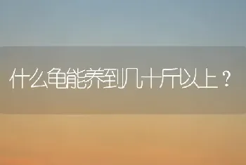 拉布拉多身体的长度？