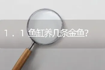 1.1鱼缸养几条金鱼？