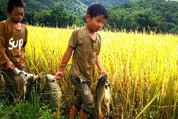 稻花鱼是什么鱼？稻花鱼的特点