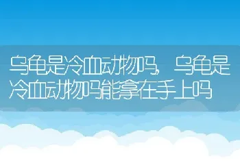 乌龟是冷血动物吗，乌龟是冷血动物吗能拿在手上吗