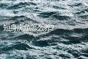 短身虎鱼怎么养？