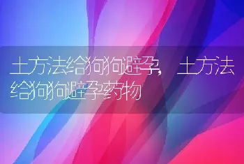 土方法给狗狗避孕，土方法给狗狗避孕药物