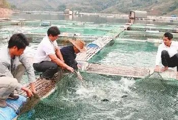 盛夏养鱼四点注意