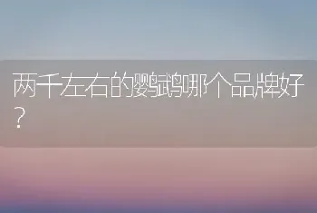 金毛介绍？