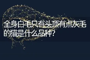 全身白毛只有头顶有点灰毛的猫是什么品种？