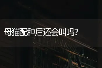 母猫配种后还会叫吗？