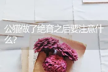 公猫做了绝育之后要注意什么？