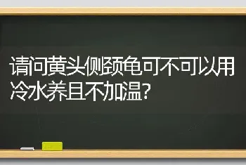 请问黄头侧颈龟可不可以用冷水养且不加温？