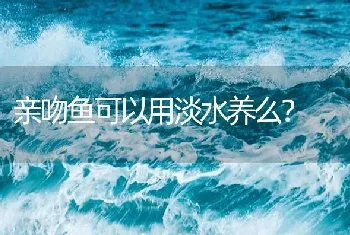 亲吻鱼可以用淡水养么？