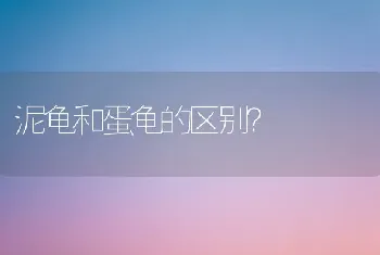 泥龟和蛋龟的区别？