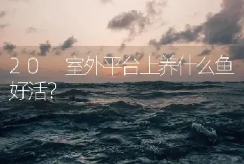 弹涂鱼是什么？