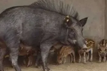 野猪养殖常见误区