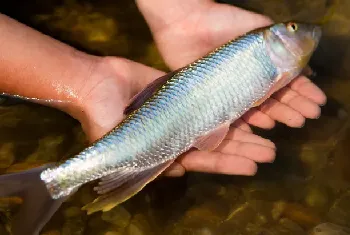 淡水鱼繁殖过程中注意的点