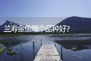 兰寿金鱼哪个品种好？