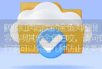 鹤顶红肉瘤类的金鱼肉瘤很容易呗其他金鱼追咬，请问有行家可以介绍几种防止这类事件发生的办法吗？