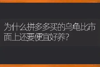 为什么拼多多买的乌龟比市面上还要便宜好养？