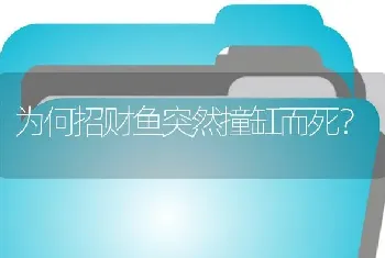 为何招财鱼突然撞缸而死？