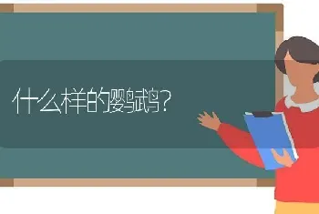 什么样的鹦鹉？