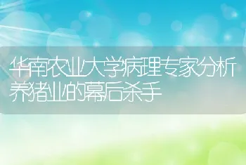 华南农业大学病理专家分析养猪业的幕后杀手