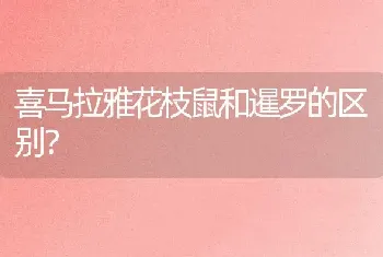 喜马拉雅花枝鼠和暹罗的区别？