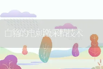 白貉的电刺激采精技术