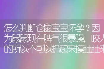 怎么判断仓鼠宝宝怀孕？因为鼠鼠现在脾气很暴躁，咬人的所以不可以抓起来摸肚肚来判断的，应该要注意些什么？