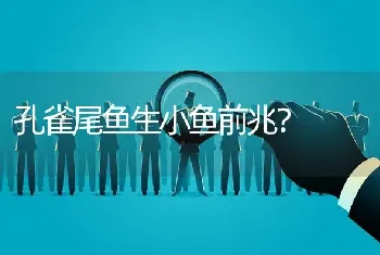 孔雀尾鱼生小鱼前兆？