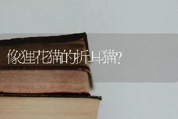 养比熊的坏处都有哪些？