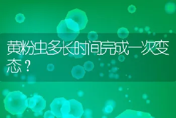 黄粉虫多长时间完成一次变态？